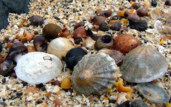 Shell suits